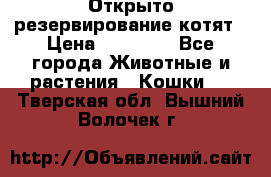 Открыто резервирование котят › Цена ­ 15 000 - Все города Животные и растения » Кошки   . Тверская обл.,Вышний Волочек г.